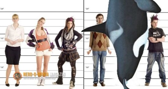 Der Killerwal heißt nicht so, weil er unter der Schwanzflosse so killerig ist…