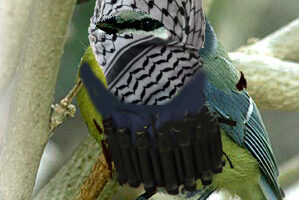 Tausche Caipirinha gegen Hühnerbrühe… 9 militante Selbstmordattentätermeise