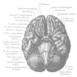 Sonntagsgedanken: Wenn ein Virus cleverer ist als der Mensch – ist die Darwin-Theorie falsch interpretiert worden?..