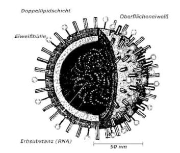 Sonntagsgedanken: Wenn ein Virus cleverer ist als der Mensch – ist die Darwin-Theorie falsch interpretiert worden?..