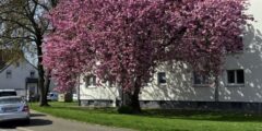 Monatsrückblick April 2026 - Was gab es denn so beim bunten Frühlingsbeginn?
